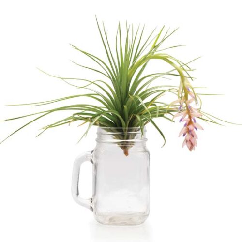 Four Easy Ways to Style Air Plants